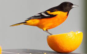 The larger the bird, the some birds will not only eat the pulp and juice, but will eat the rind off of the fruit, so keep the peel on the orange. Obviaod2odcx9m