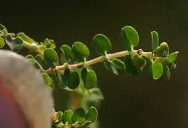 Image result for Euphorbia serpens