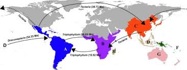 Image result for Arthropteris charletiana