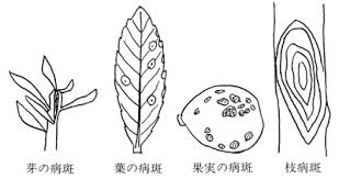 花卉病害虫 ビワの絵目次