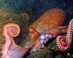 Giant Pacific Octopus Facts — SeaDoc ...
