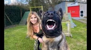 Check spelling or type a new query. The Fiercest Belgian Malinois Wildlife Protection Dogs Youtube