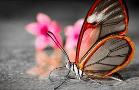 Phone wallpaper butterfly art flower art iphone wallpaper wallpaper backgrounds beautiful landscape wallpaper beautiful flowers wallpapers beautiful butterflies. Fantasy Flowers Desember 1996