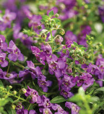 What is a mounding perennial. Mounding Trailing Proven Winners