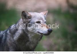 Lupus) and the interior alaskan wolf (c. Mackenzie Valley Wolf Side Profile A Mackenzie Valley Wolf Canis Lupus Occidentalis Side Profile Close Up This Is A Canstock