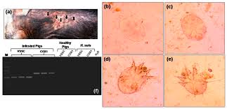 Image result for Sarcoptes scabiei life cycle