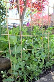 We have trellises that are wind. Garden Trellis Tutorial How To Make A Diy Bamboo Trellis