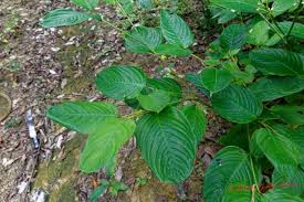 Image result for Marantochloa leucantha