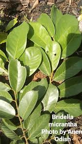 Image result for Brachylaena huillensis