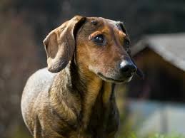 What i can tell you is how to improve early detection. 8 Types Of Dog Tumors And How To Treat Them Tumors In Dogs Petmd