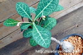 Image result for Monadenium pseudoracemosum