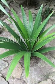 Image result for Eulophia elegans