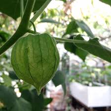 Image result for Physalis peruviana