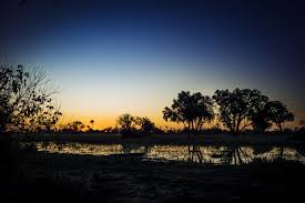 Image result for Habenaria pasmithii