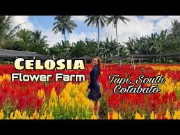 Celosia Flower Farm Tupi South Cotabato Youtube
