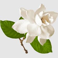 Image result for Gardenia cornuta