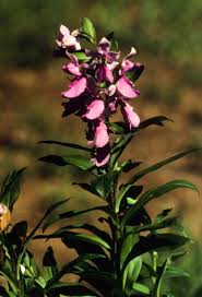 Image result for Brachycorythis