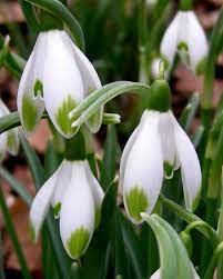 Carolyn S Shade Gardens The Joy Of Gardening In The Shadows Bulbous Plants Shade Garden Early Spring Flowers