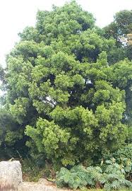 Image result for Afrocarpus falcatus
