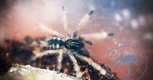 Pin Von Stefan Harri Auf Vogelspinnen Spinne Vogelspinnen Tiere