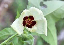 Image result for Hibiscus vitifolius