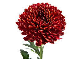 Image result for Criscianthus