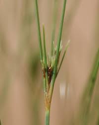 Image result for Bulbostylis sp.no.6