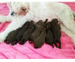 More images for lagotto romagnolo puppies for sale texas » Bella Fiore Lagotto Romagnolos Home