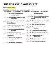 Cell cycle lab worksheet answers. Bio Quiz Docx The Cell Cycle Worksheet Name Amaya Knight Matching Match The Term To The Description A Prophase B Interphase C Telophase E 1 The Sister Course Hero
