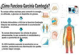 Bio garcinia cambogia extrakt mit 60% hca aus hochreiner premium wasserextrakt aus indien ohne zusätze 600mg x 120 kapseln | sunday natural. Que Es Y Para Que Sirve La Garcinia Cambogia Blog
