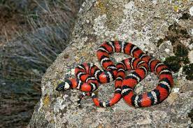 California Mountain Kingsnake Lampropeltis Zonata California Mountains Snake Animals