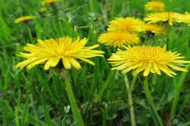 What flowers are good for healing. Taraxacum Sect Ruderalia Yellow Flowering Plant Butter Flower Dandelion A Healing Herb Which Is Also Good For The Kitchen For Cooking And Eating Healing Medicine Stock Photo Picture And Royalty Free Image