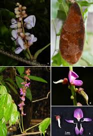 Image result for Millettia