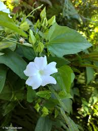 Image result for Thunbergia