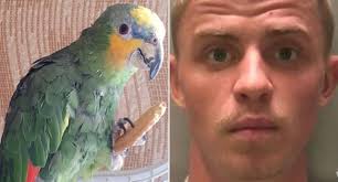 Squawking parrot saves street from serial burglar