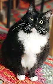 Find out what people trade for snow owl, frost fury, new winter pets and. Pet Of The Week Maine Coon Adoptions