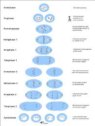 Bioflix Activity Dna Replication Dna Replication Diagram The Cell Cycle