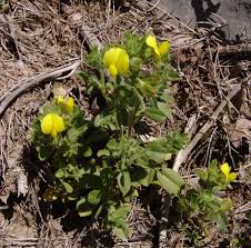 Image result for Microcharis remotiflora