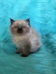 Kittens for Sale\Persian Kittys\Himalayan Kittens ...