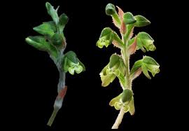 Image result for Zeuxine