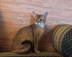 Check spelling or type a new query. Abissiny I Chauzi Kak Zhe Nado The Chausie Is My World Facebook