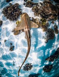 Shark News | Issue 09 | January 2024 by IUCN SSC Shark Specialist Group -  Issuu