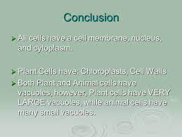Conclusion of animal cell project. Plants Vs Animal Cells Mr Ellis Do Now What Do You Think Is The Most Important Organelle Why Please Explain Your Answer Using Science Ppt Download