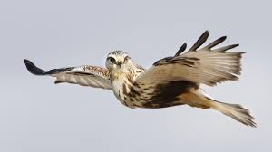 Hawks synonyms, hawks pronunciation, hawks translation, english dictionary definition of hawks. Birding At Home Winter Hawks Audubon Vermont