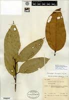 Image result for Anisophyllea