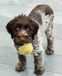 More images for wirehaired pointing griffon puppies for sale 2020 colorado » Wirehaired Pointing Griffon Puppies Online Shopping