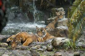 Malayan Tiger Habitat Google Search Tiger Habitat Malayan Tiger Feline