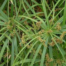 Image result for Cyperus maculatus