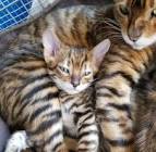 Toyger For Sale (35) | Petzlover