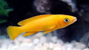 We did not find results for: 11 Jenis Ikan Hias Air Tawar Yang Mudah Dipelihara Bukareview